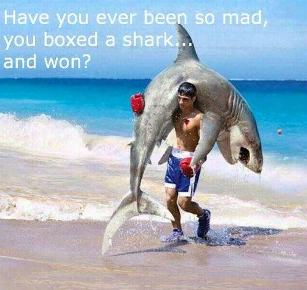 Boxer wint van haai