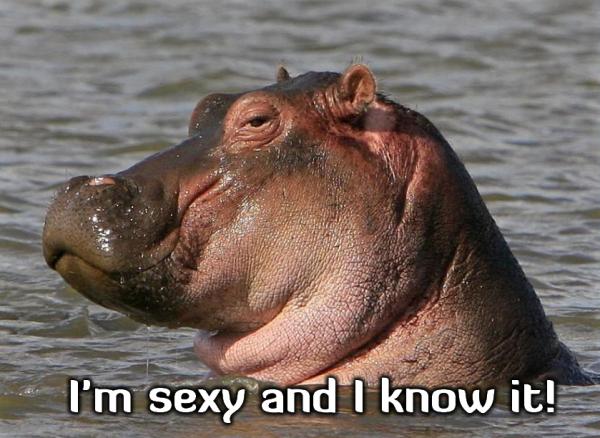 Sexy nijlpaard