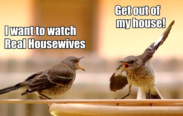 Mijn huis uit, vogel!