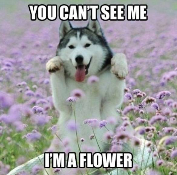 Je ziet me niet, ik ben een bloem
