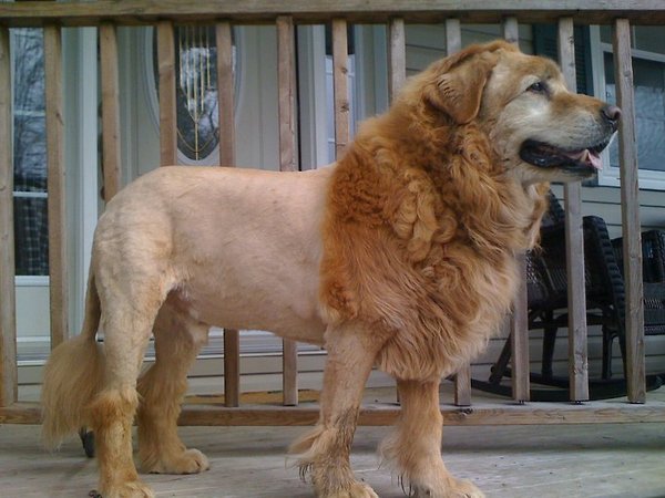 Hond geschoren als een leeuw