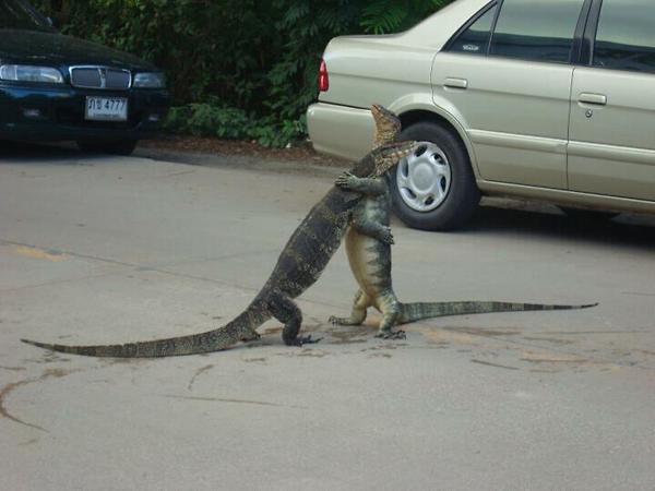 2 alligators geven elkaar een knuffel